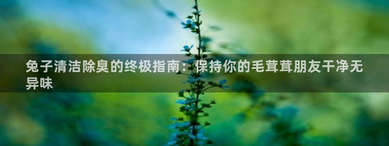 尊龙凯时链接：兔子清洁除臭的终极指南：保持你的毛茸茸朋友